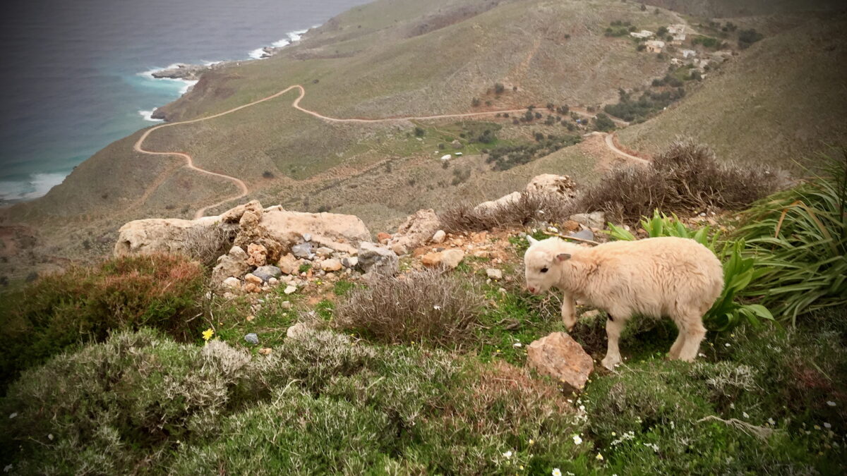 Zur Fauna Kretas gehören auch die vielen Nutztiere; hier ein kleines Lamm, das frei im Gebirge herumläuft