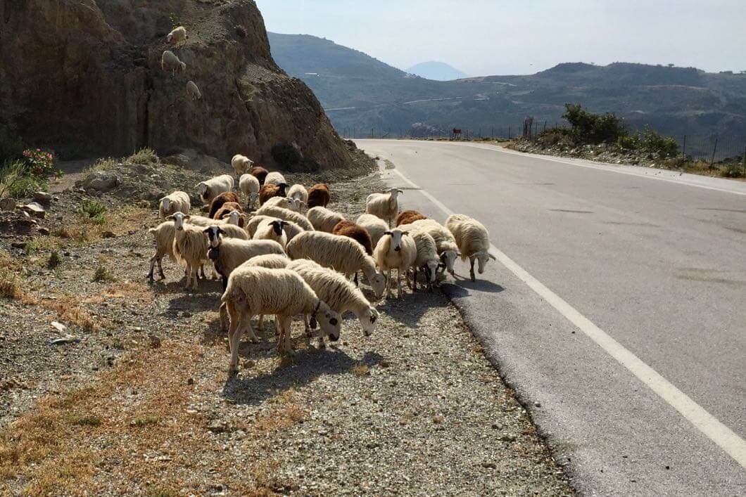 Schafe grasen am Straßenrand