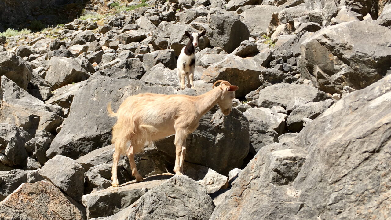 Ziegen in der Aradena Schlucht